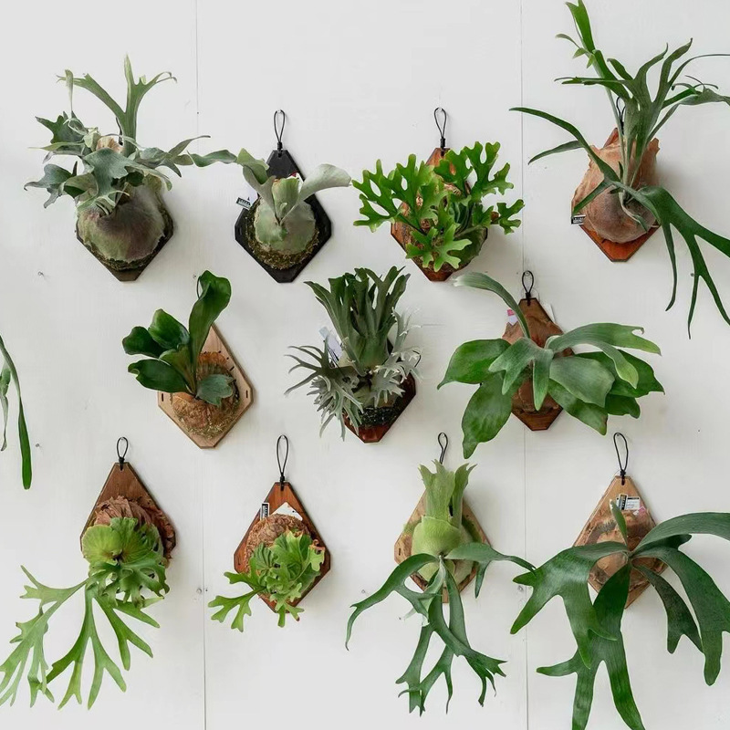 Aloe Vera Pot - Nieuwe houten wandplank voor staghornvaren, dendrobium