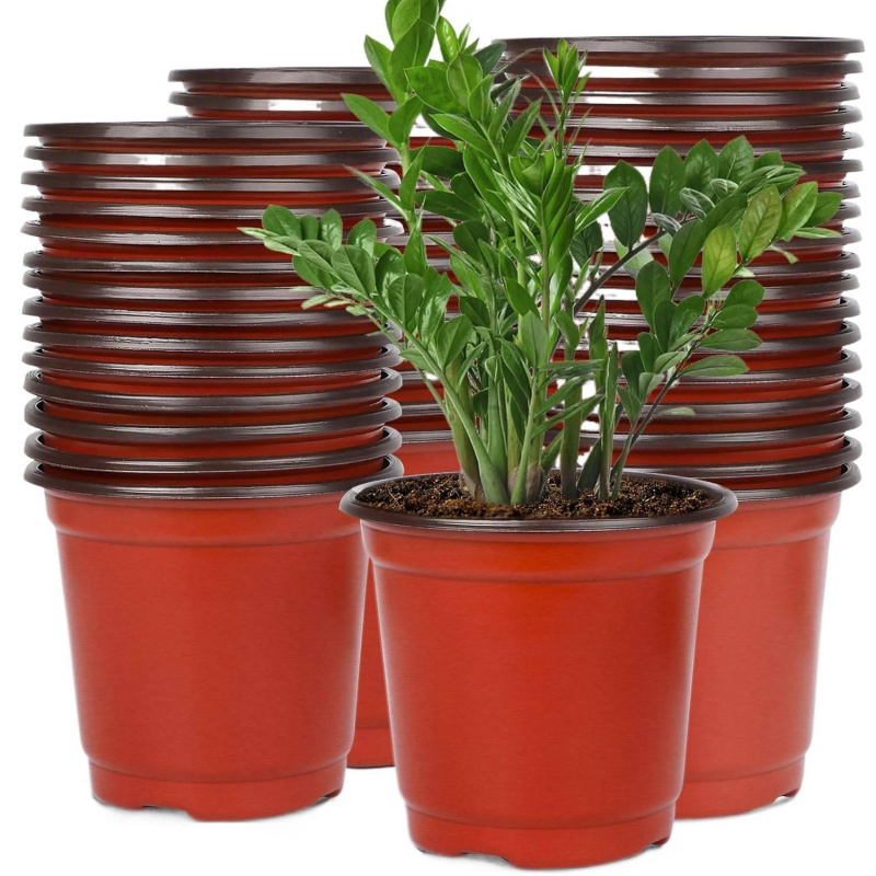 Echeveria Succulent - Flexibele plastic zaailingpotten 4-6 inch, 75-150