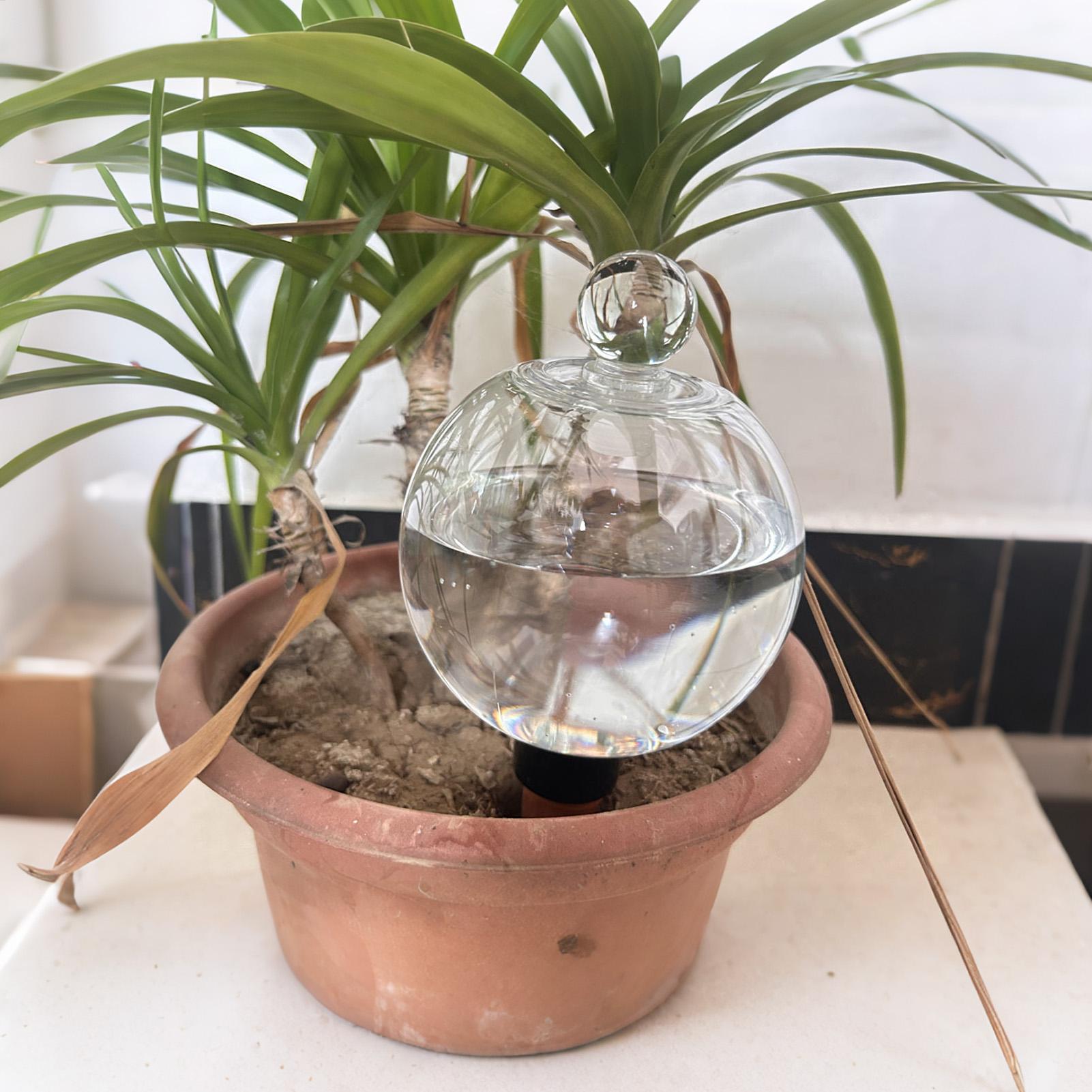 Plantenbewateringsbollen 4 stu - Echeveria Succulent recensie en prijs