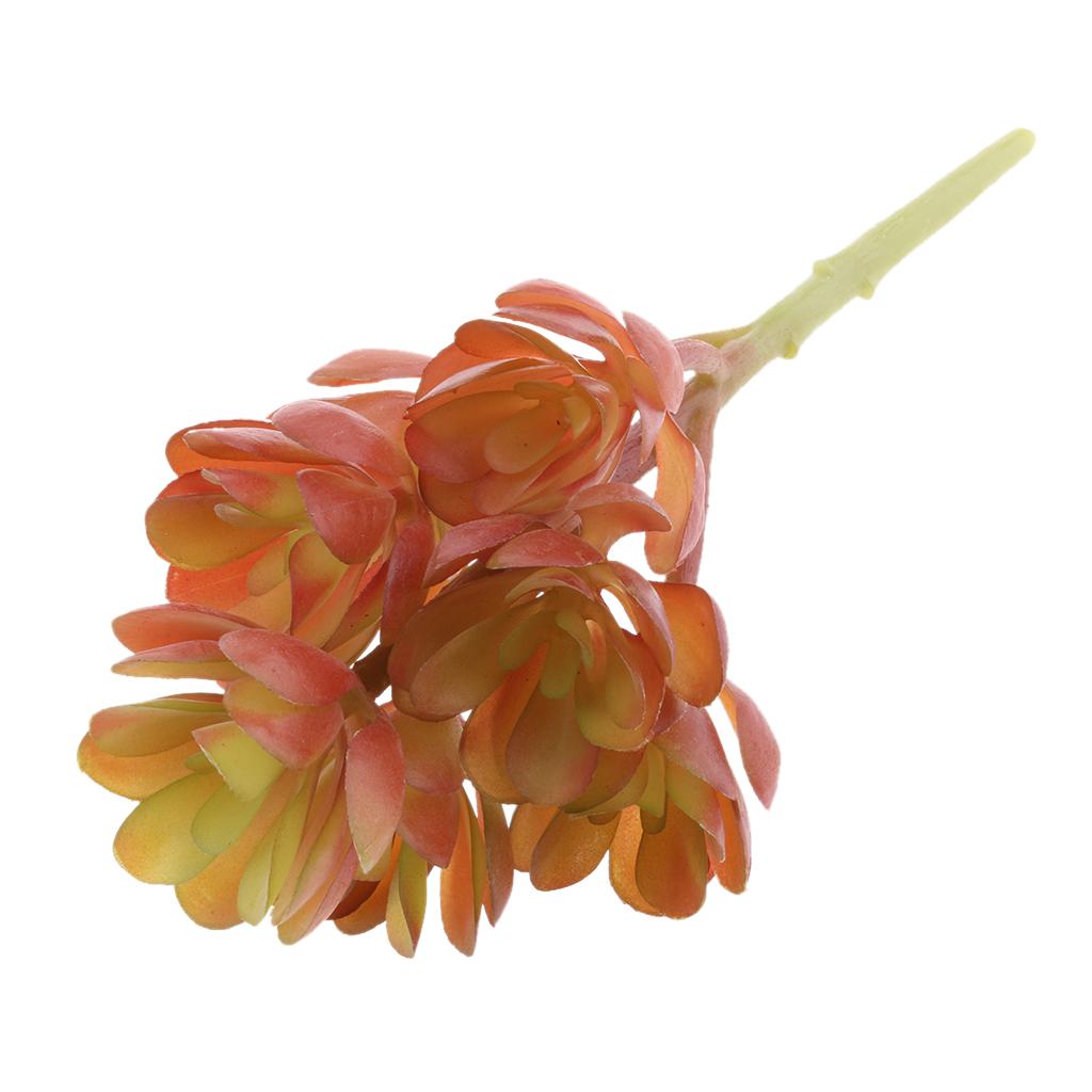 Kunstmatige plastic succulente - Echeveria Succulent recensie en prijs