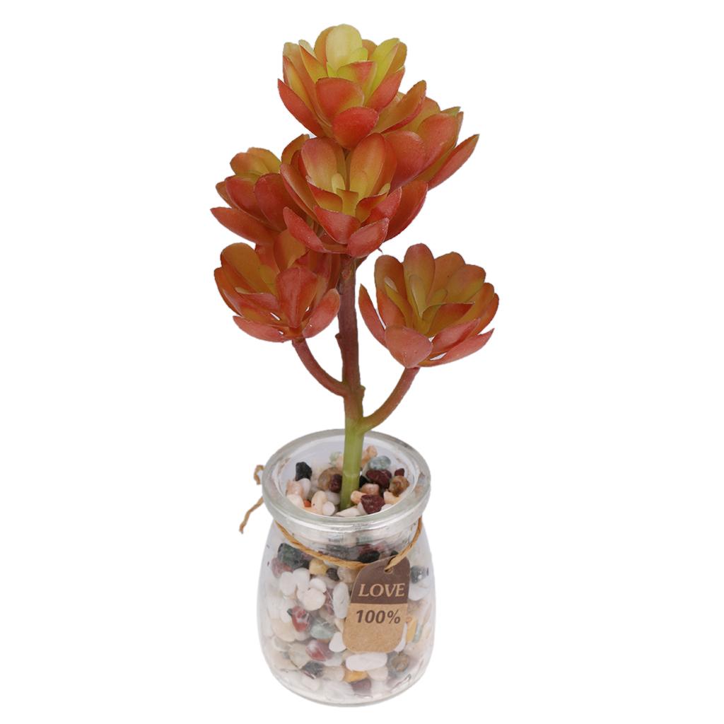 Kunstmatige plastic succulente - Echeveria Succulent recensie en prijs