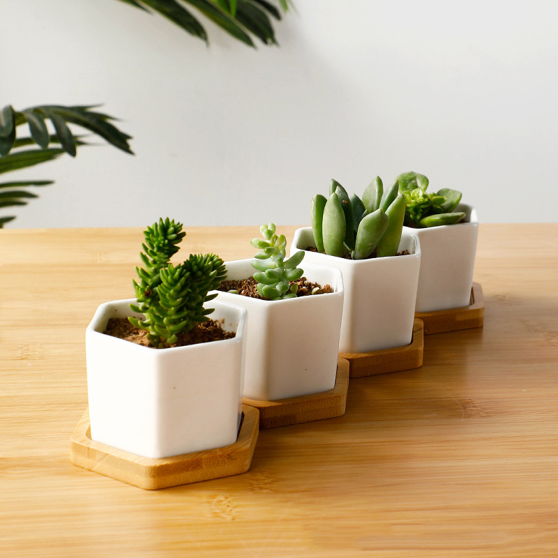 Keramische Bloempot Witte Zesh - Aloe Vera Pot recensie en prijs