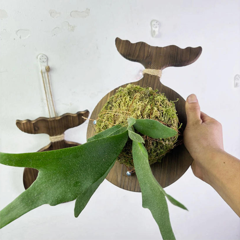 Nieuwe houten wandplank voor s - Aloe Vera Pot recensie en prijs