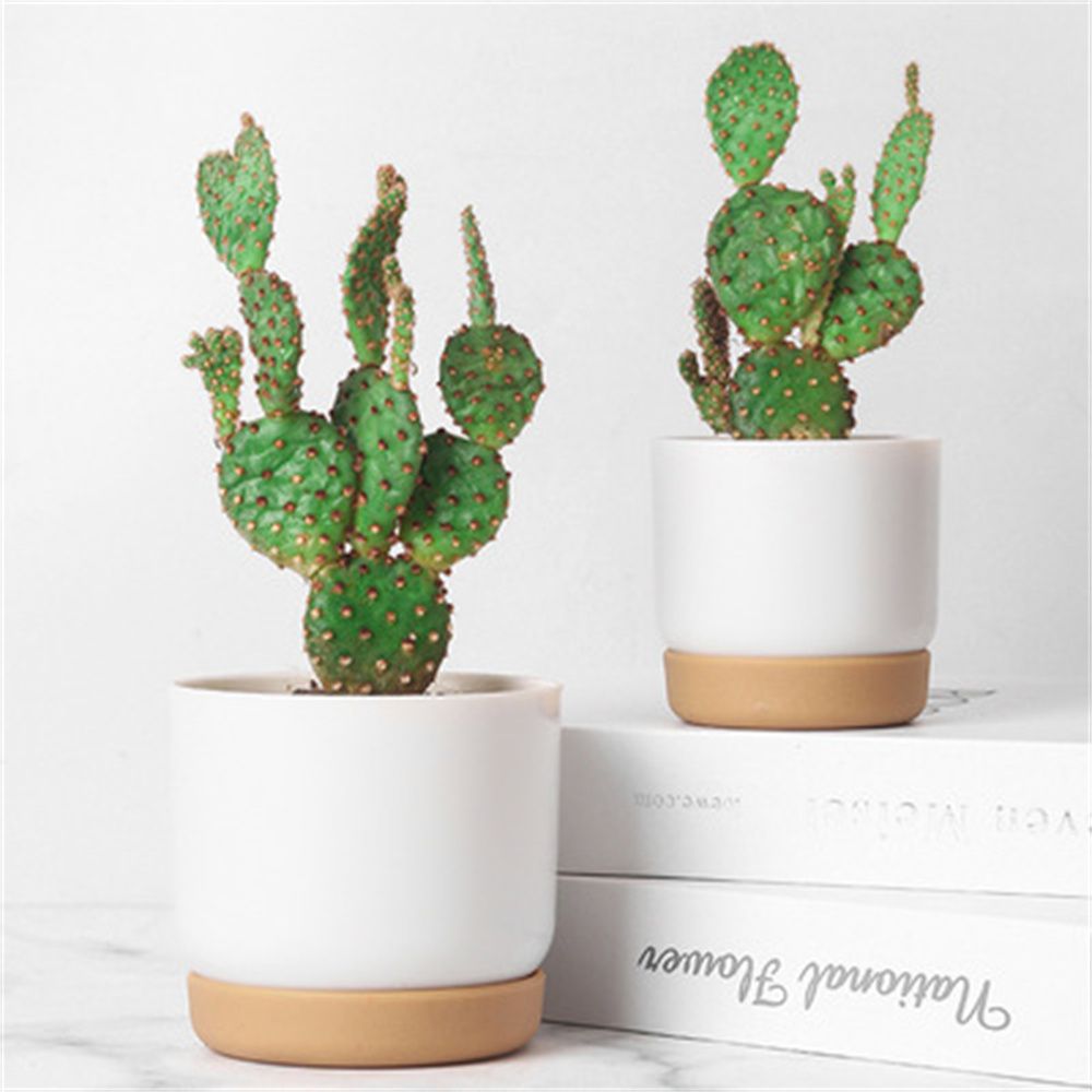 Ronde groene plantenbak met ze - Aloe Vera Pot recensie en prijs
