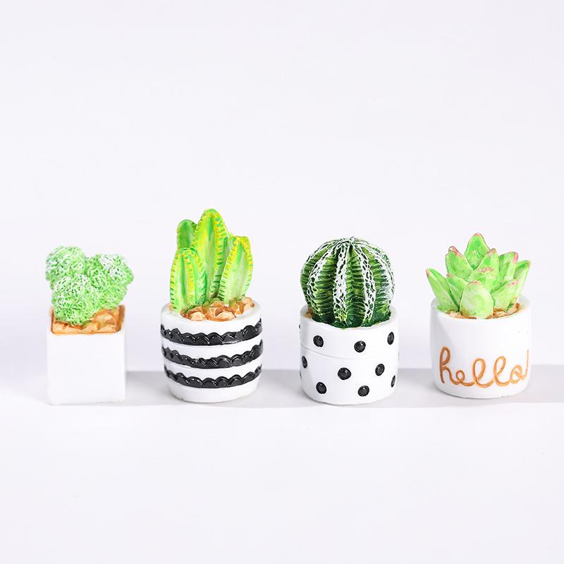 4-delige set cactus- en vetpla - Echeveria Succulent recensie en prijs