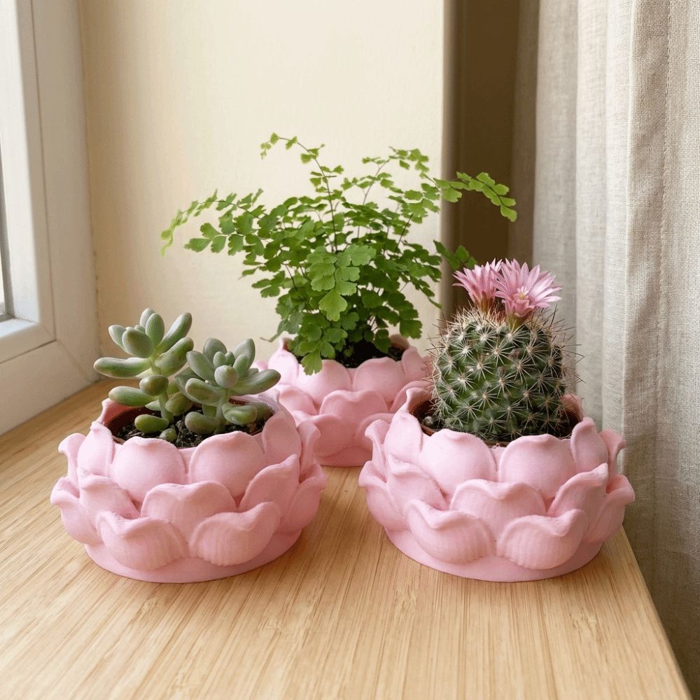 Lotusvormige succulenten pot,  - Echeveria Succulent recensie en prijs